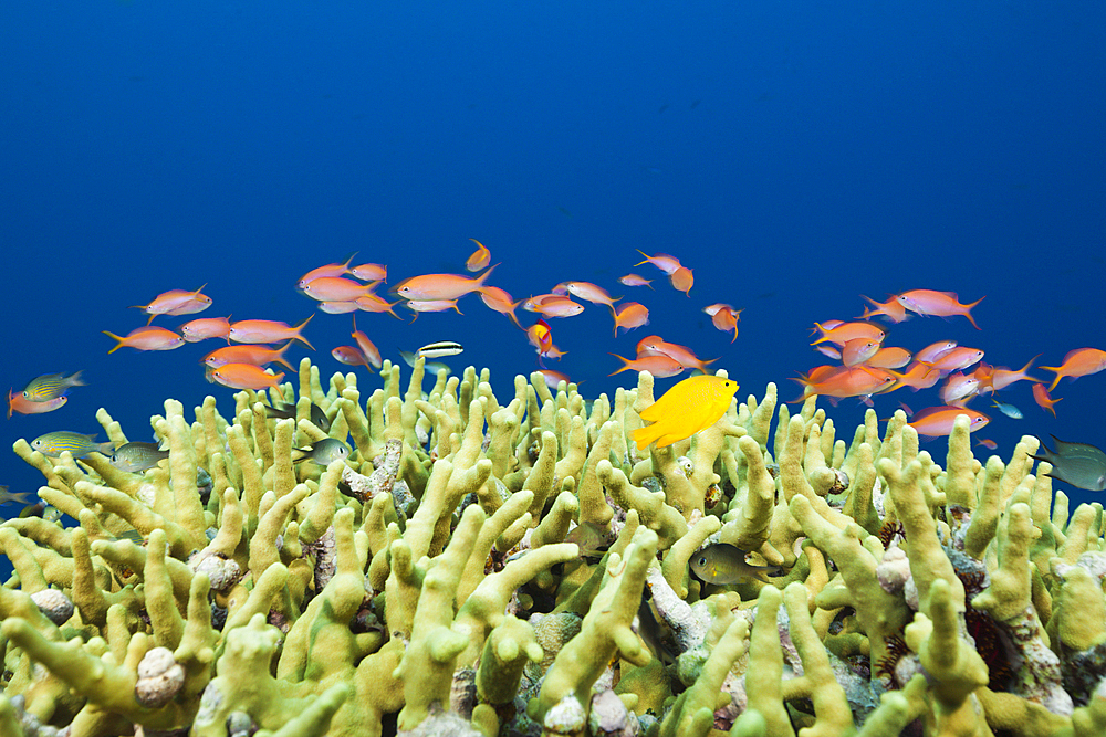 Lyretail Anthias over Reef, Pseudanthias squamipinnis, Russell Islands, Solomon Islands