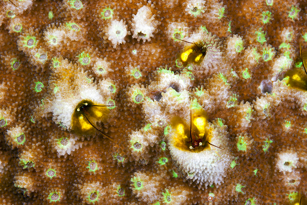 Coral Hermit Crabs, Paguritta sp., Russell Islands, Solomon Islands