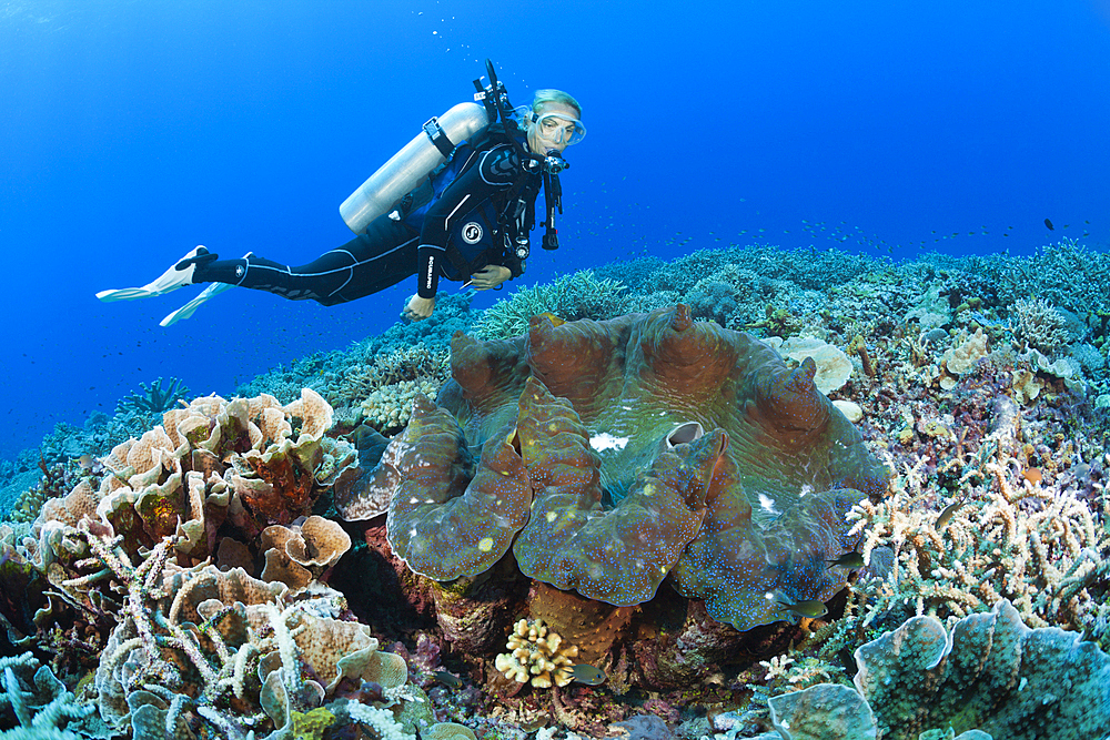 Giant Clam in Coral Reef, Tridacna squamosa, Mary Island, Solomon Islands