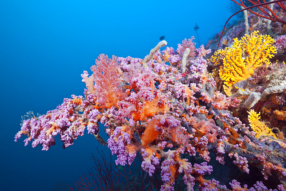 Soft Corals growing on Bow of Japanese Wreck 2, Marovo Lagoon, Solomon Islands