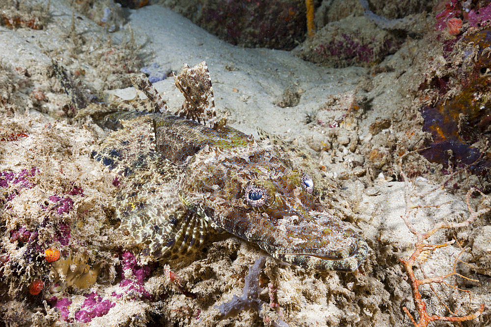 Beauforts Crocodilefish, Cymbacephalus beauforti, Marovo Lagoon, Solomon Islands