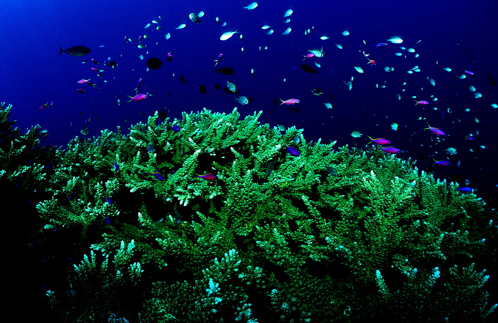 coral reef, Papua New Guinea, Pacific ocean