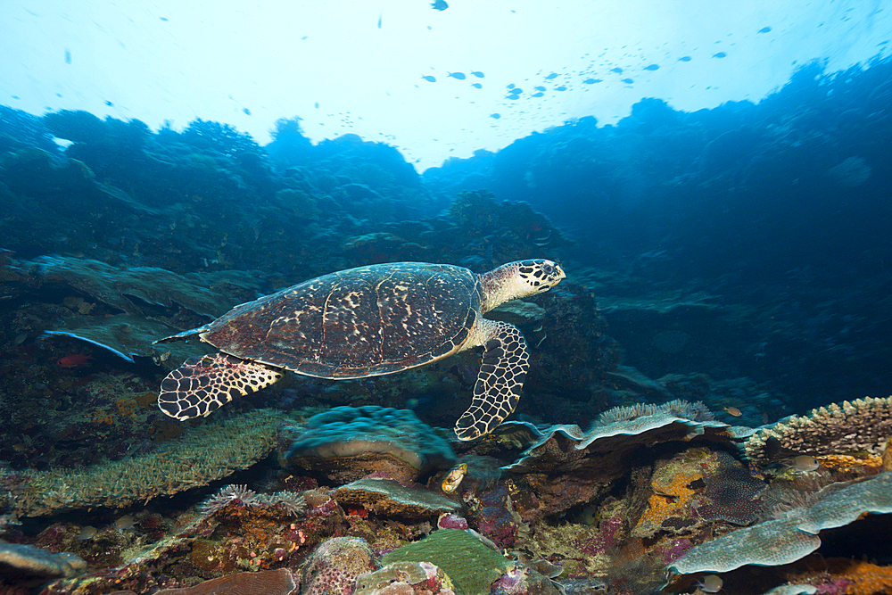 Hawksbill Sea Turtle, Eretmochelys imbricata, Marovo Lagoon, Solomon Islands