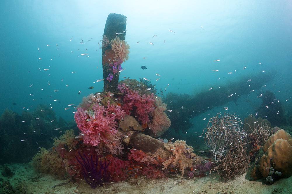 Lockheed P-388 Lightning Fighter Aircraft Wreck, Marovo Lagoon, Solomon Islands