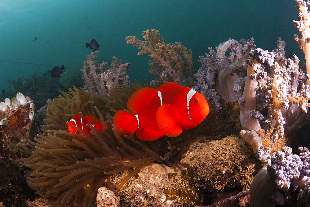 Anemonefish on Lockheed P-388 Lightning Fighter Aircraft Wreck, Marovo Lagoon, Solomon Islands