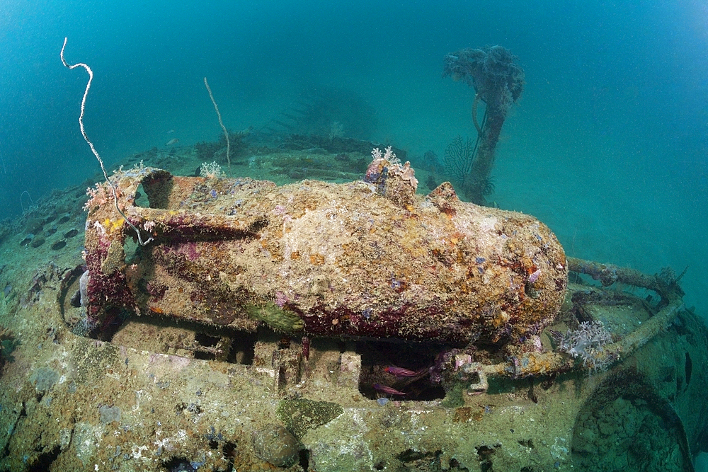 Armed Bomb at Dauntless Dive Bomber Wreck, Marovo Lagoon, Solomon Islands