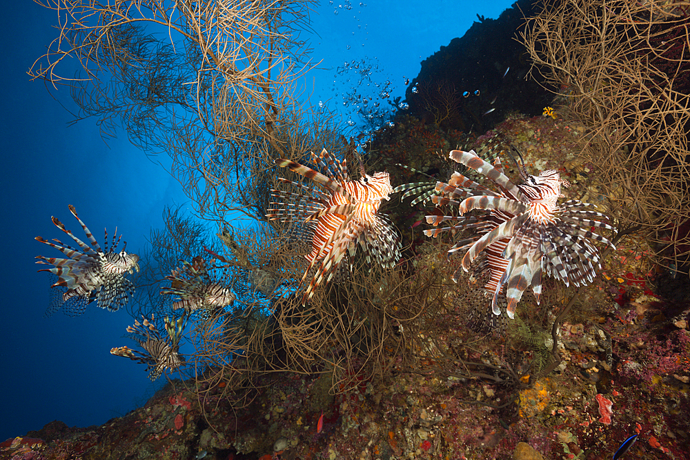 Red Lionfish, Pterois volitans, Marovo Lagoon, Solomon Islands