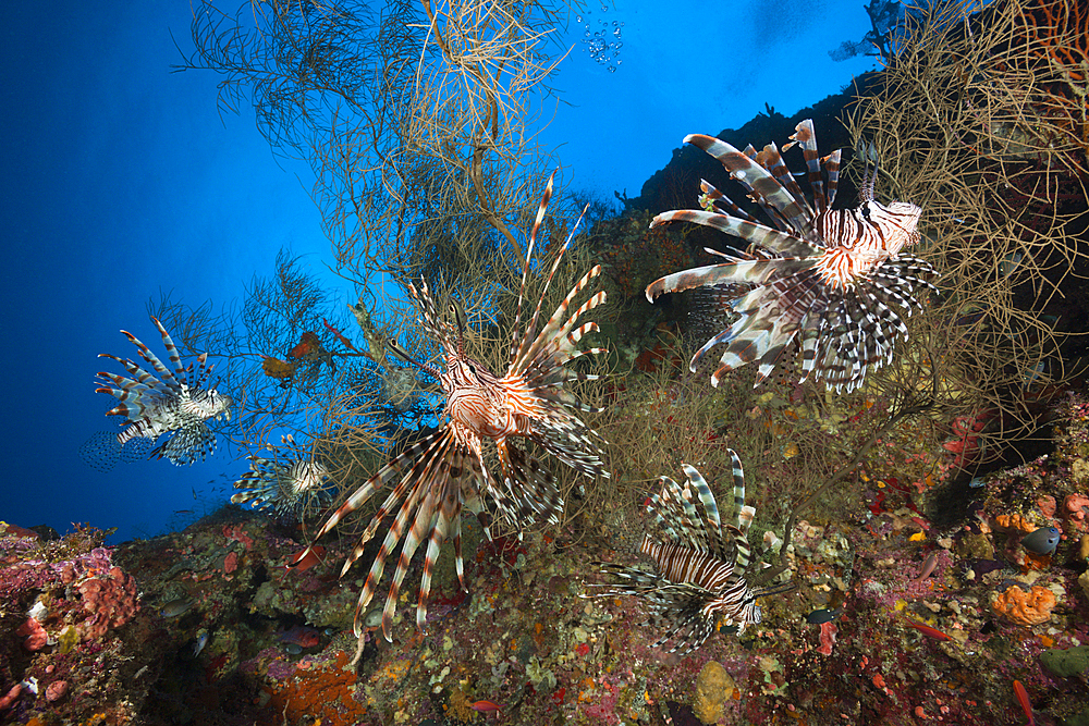 Red Lionfish, Pterois volitans, Marovo Lagoon, Solomon Islands