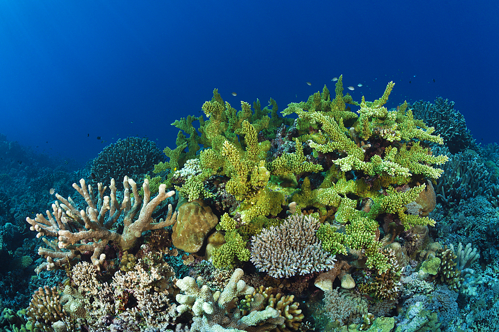 Hard Coral Reef, Marovo Lagoon, Solomon Islands