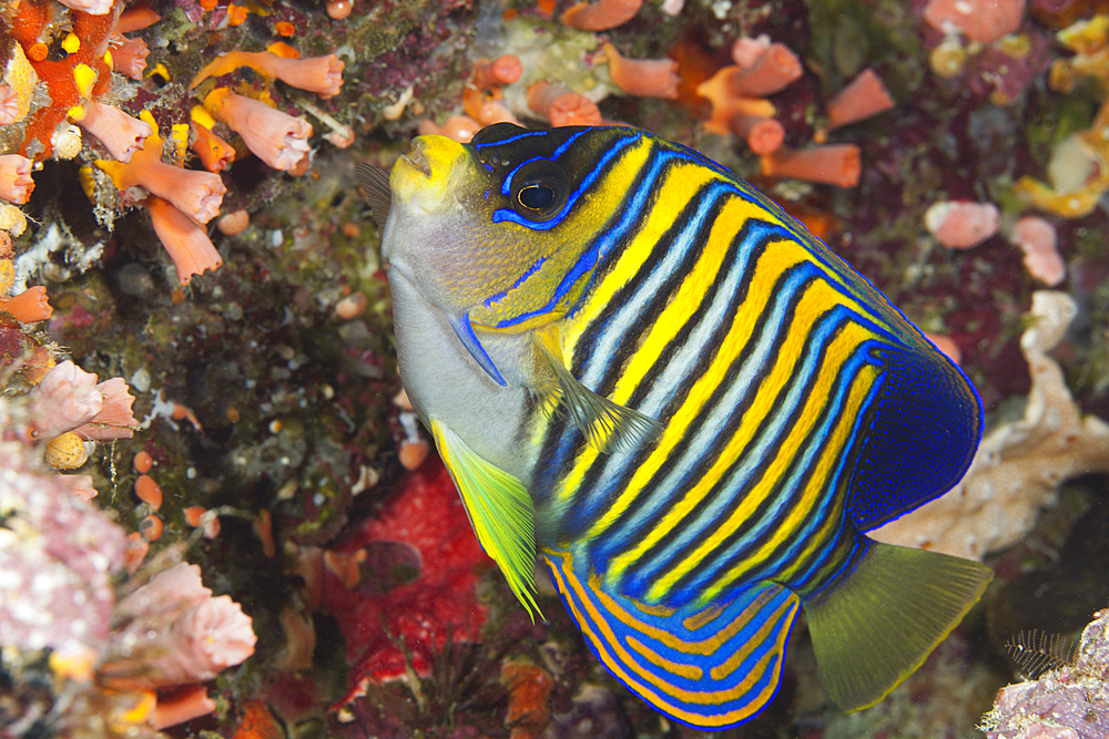 Regal Angelfish, Pygoplites diacanthus, Marovo Lagoon, Solomon Islands