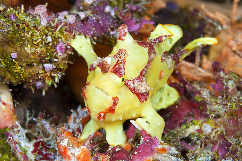 Spotted Frogfish, Antennarius pictus, Marovo Lagoon, Solomon Islands