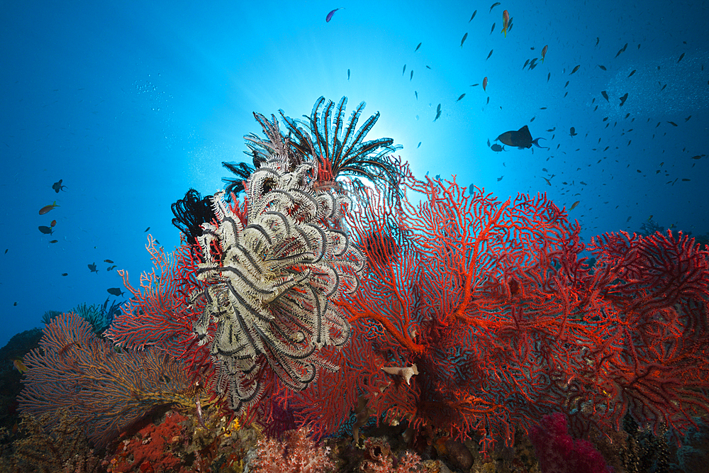 Sea Fan in Coral Reef, Melithaea sp., Marovo Lagoon, Solomon Islands