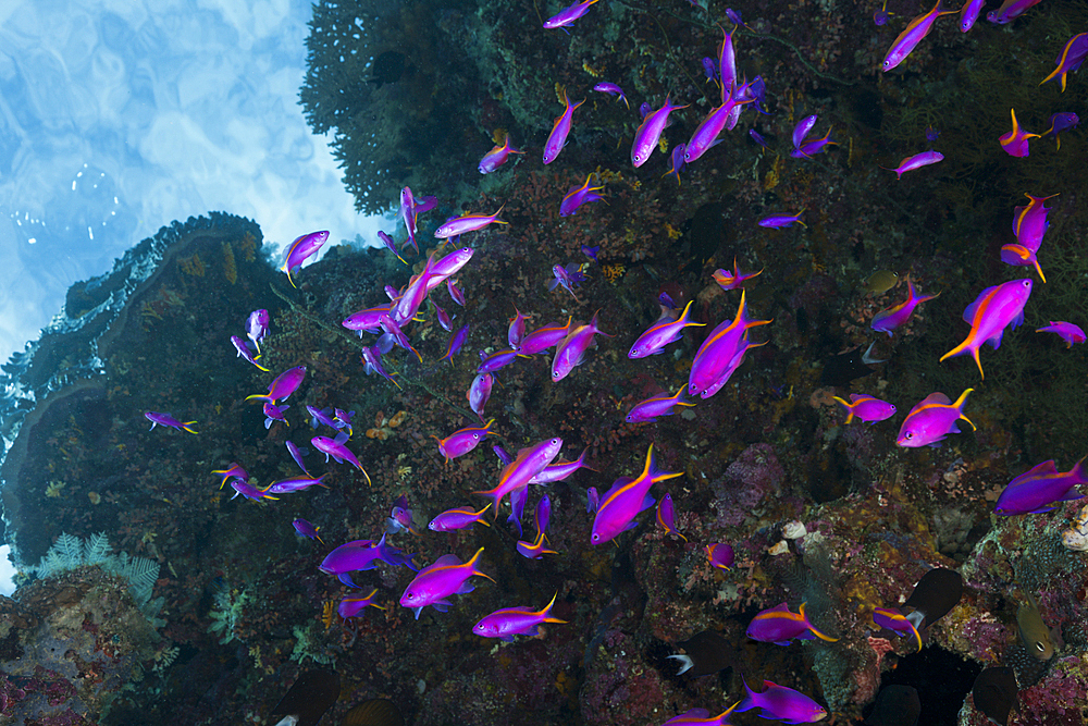 Yellowback Anthias, Pseudanthias cf tuka, Marovo Lagoon, Solomon Islands