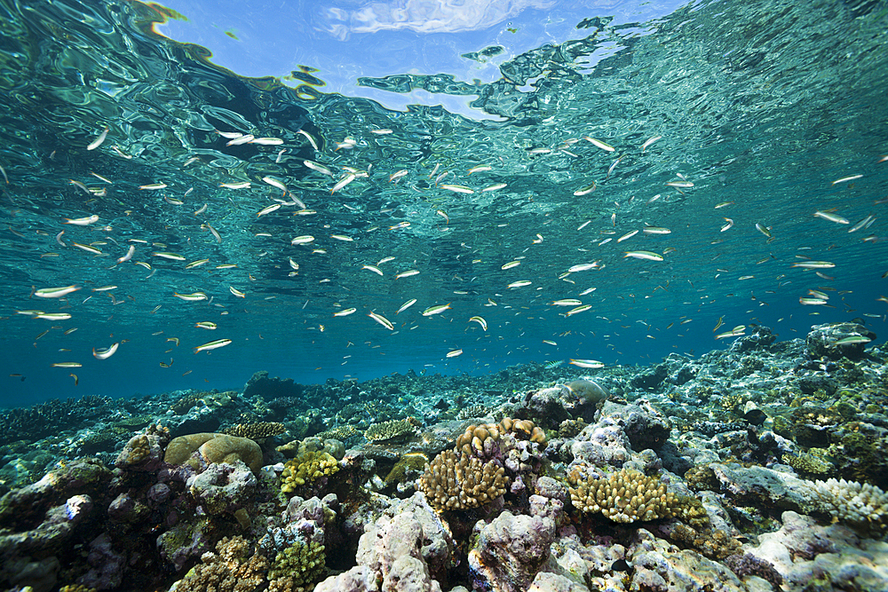 Sardine Fusilier over Reef Top, Dipteryginotus balteatus, Marovo Lagoon, Solomon Islands