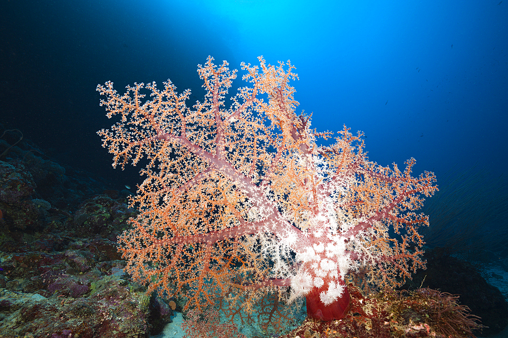 Klunzingers Soft Coral, Dendronephthya klunzingeri, Marovo Lagoon, Solomon Islands