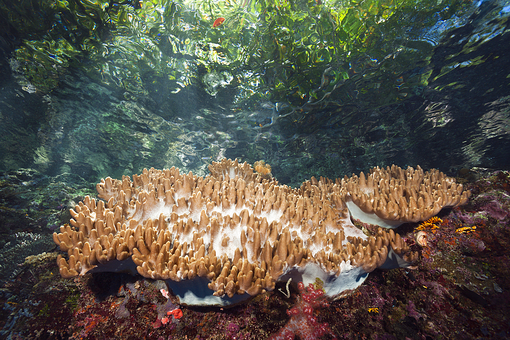 Leather Coral on Reef Top, Sinularia sp., Marovo Lagoon, Solomon Islands