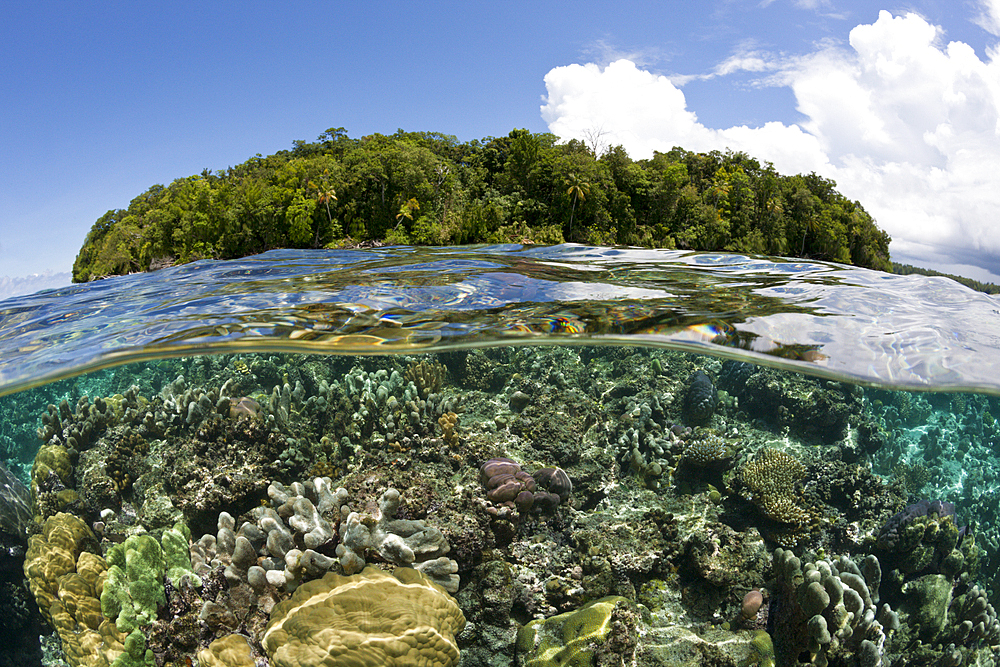 Corals on Reef Top, Marovo Lagoon, Solomon Islands