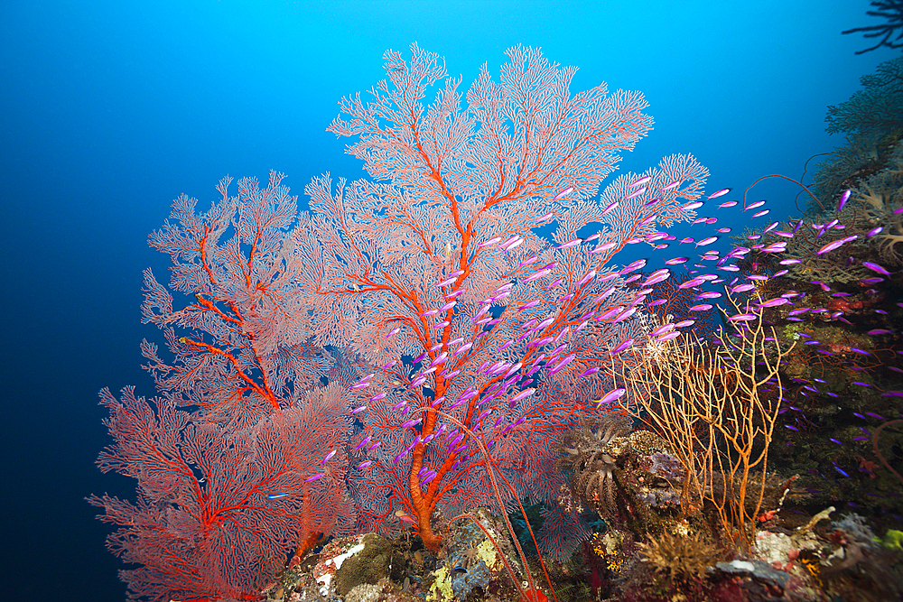 Yellowback Anthias in Coral Reef, Pseudanthias cf tuka, Marovo Lagoon, Solomon Islands