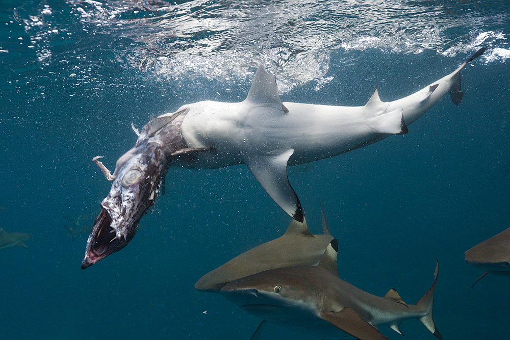 Feeding of Blacktip Reef Shark, Carcharhinus melanopterus, Marovo Lagoon, Solomon Islands