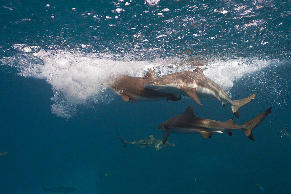 Feeding of Blacktip Reef Shark, Carcharhinus melanopterus, Marovo Lagoon, Solomon Islands