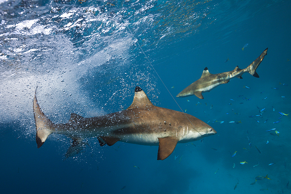 Feeding of Blacktip Reef Shark, Carcharhinus melanopterus, Marovo Lagoon, Solomon Islands