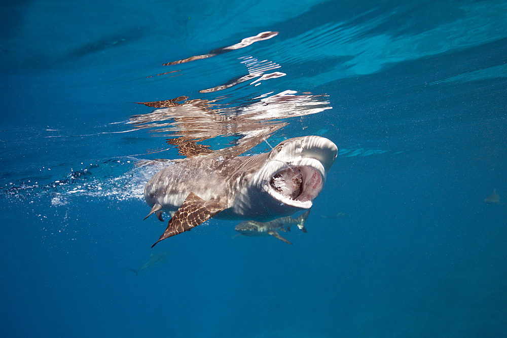 Feeding of Blacktip Reef Shark, Carcharhinus melanopterus, Marovo Lagoon, Solomon Islands