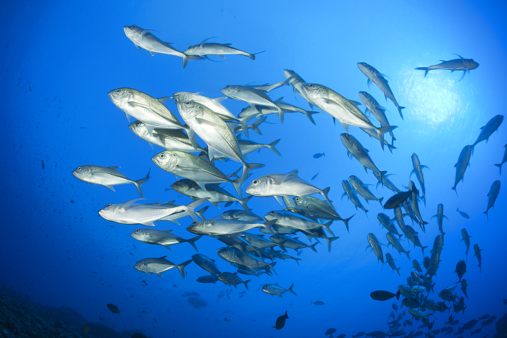 Shoal of Bigeye Trevally, Caranx sexfasciatus, Marovo Lagoon, Solomon Islands