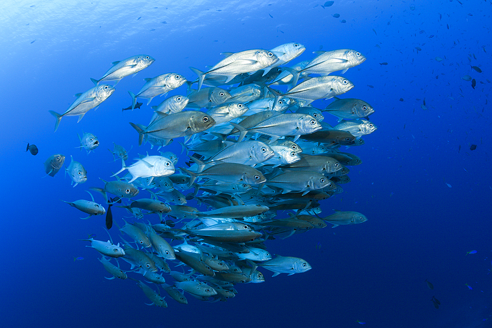 Shoal of Bigeye Trevally, Caranx sexfasciatus, Mary Island, Solomon Islands