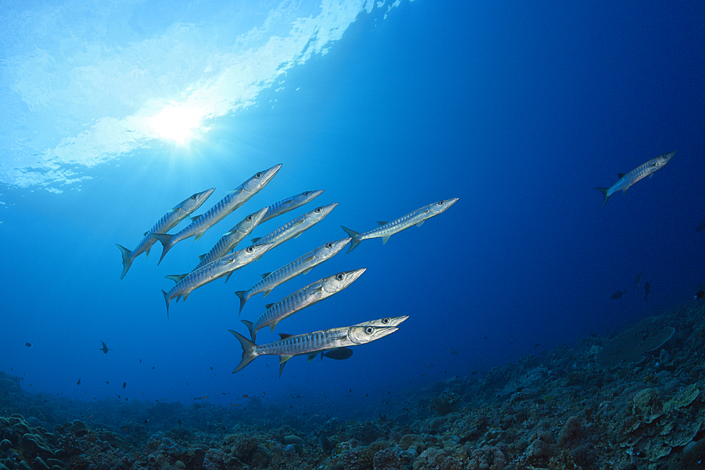 Shoal of Blackfin Barracuda, Sphyraena qenie, Mary Island, Solomon Islands