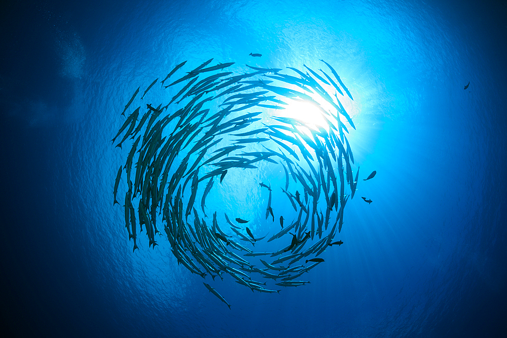 Schooling Blackfin Barracudas, Sphyraena qenie, Mary Island, Solomon Islands