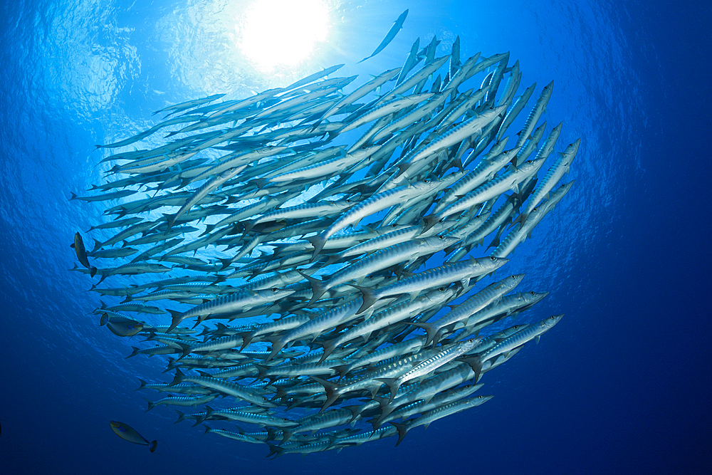 Shoal of Blackfin Barracuda, Sphyraena qenie, Mary Island, Solomon Islands