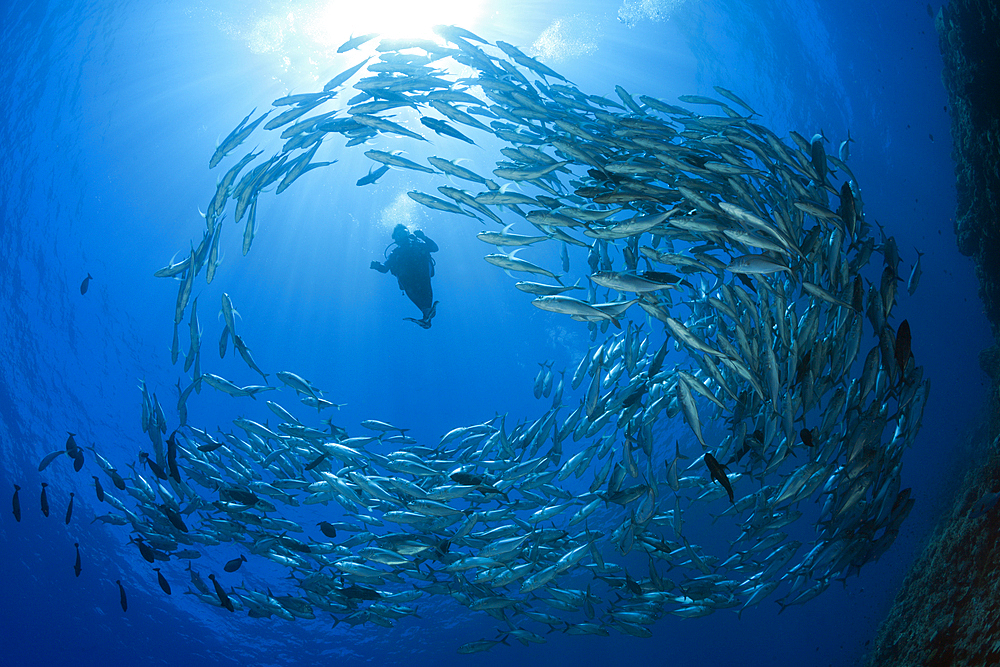 Diver and Shoal of Bigeye Trevally, Caranx sexfasciatus, Mary Island, Solomon Islands