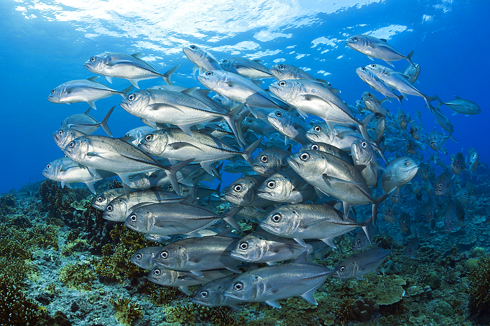 Shoal of Bigeye Trevally, Caranx sexfasciatus, Mary Island, Solomon Islands