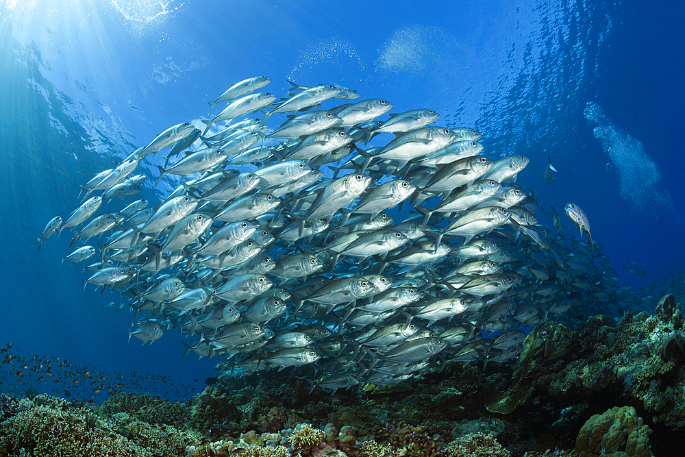 Shoal of Bigeye Trevally, Caranx sexfasciatus, Mary Island, Solomon Islands