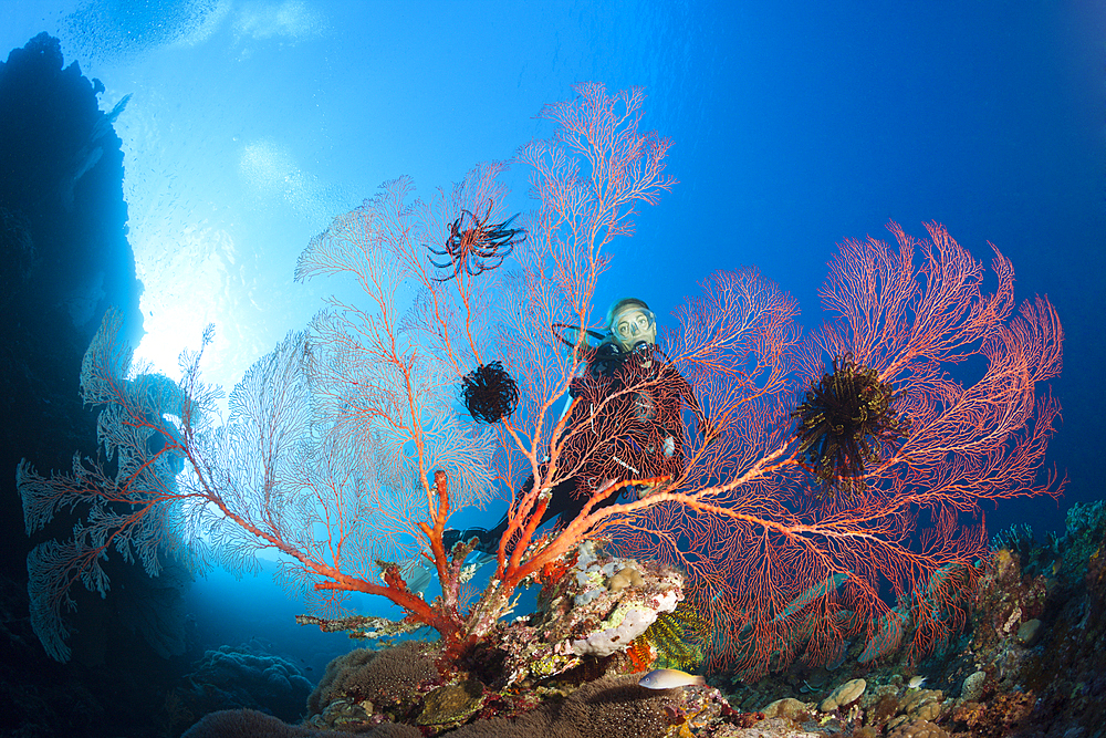 Scuba Diver over Coral Reef, Russell Islands, Solomon Islands