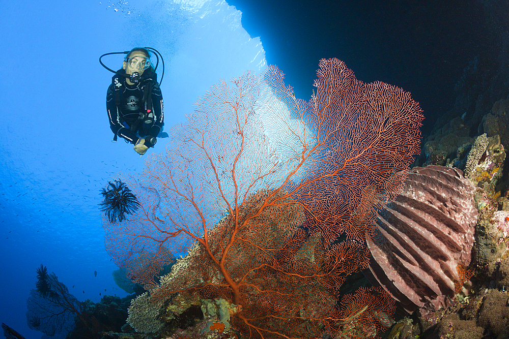 Scuba Diver over Coral Reef, Russell Islands, Solomon Islands