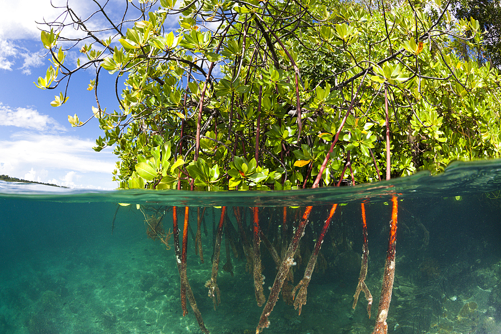 Stilt Roots of Mangrove Tree, Rhizophora sp., Russell Islands, Solomon Islands