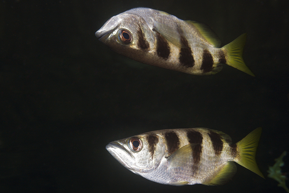 Banded Archerfish be reflected at Water Surface, Toxotes jaculatrix, Russell Islands, Solomon Islands