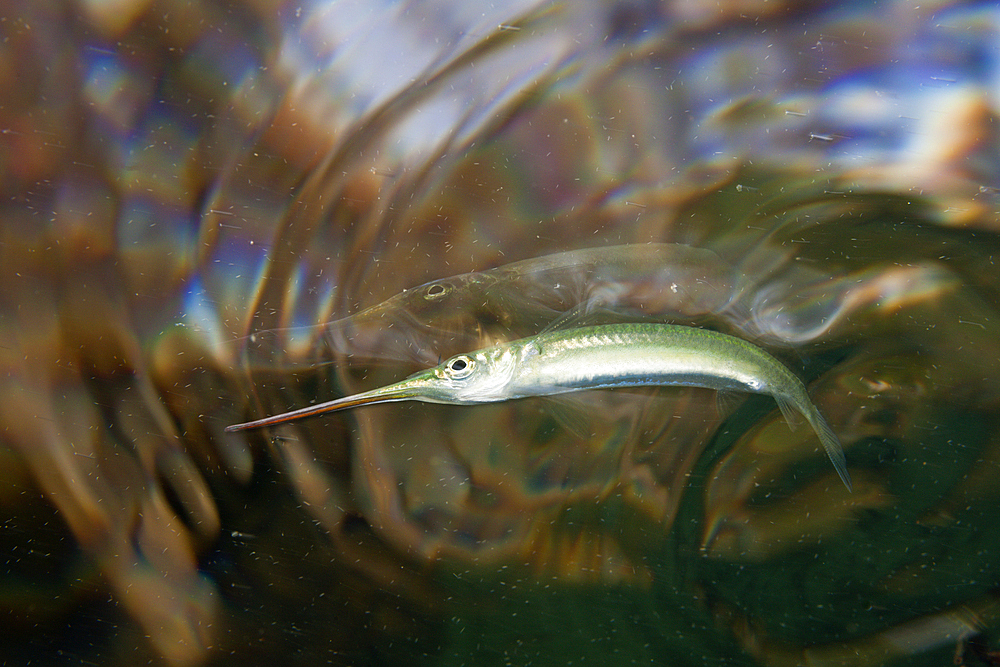 Dunkers Garfish, Zenarchopterus dunckeri, Russell Islands, Solomon Islands