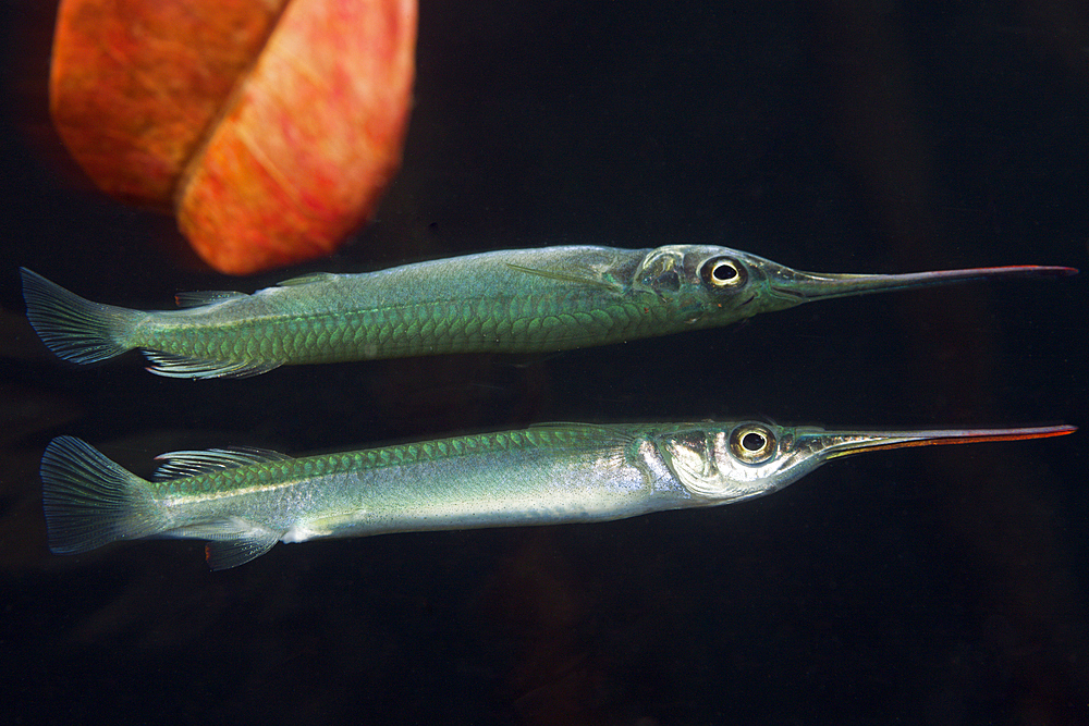 Dunkers Garfish, Zenarchopterus dunckeri, Russell Islands, Solomon Islands