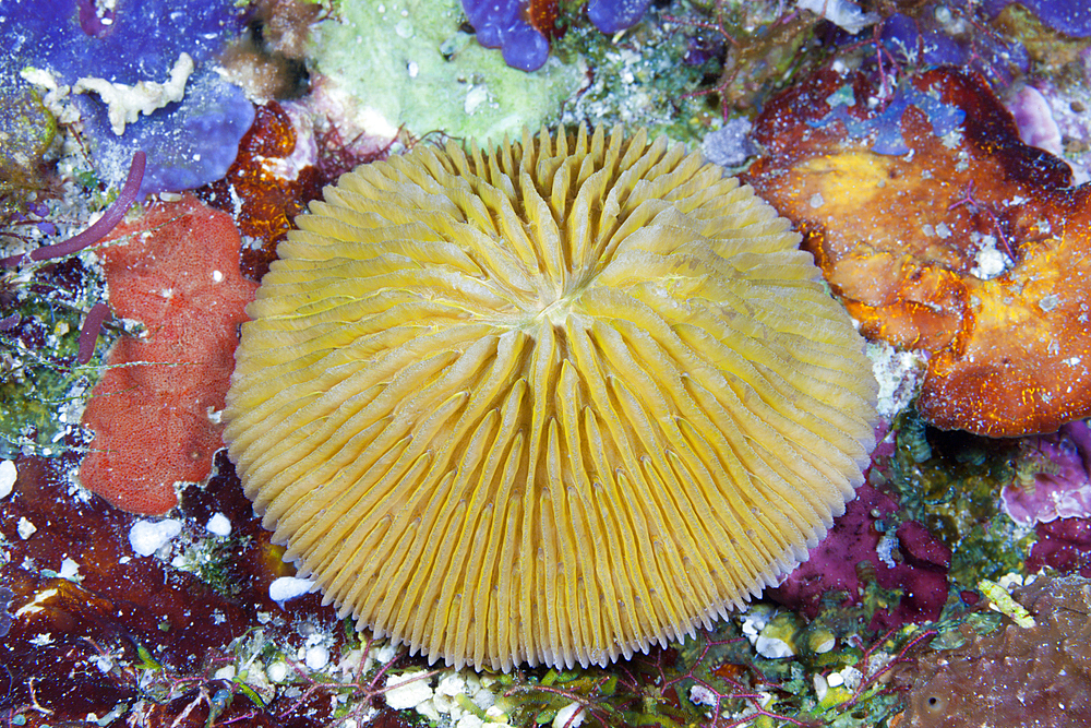 Mushroom Coral, Fungia fungites, Florida Islands, Solomon Islands