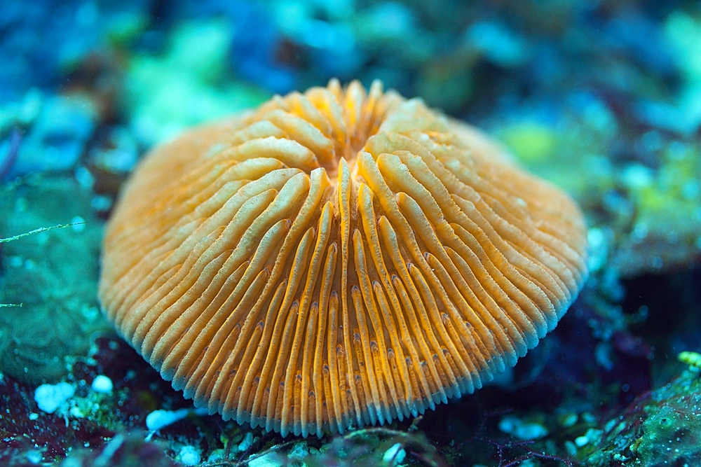 Fluorescent Mushroom Coral, Fungia fungites, Florida Islands, Solomon Islands