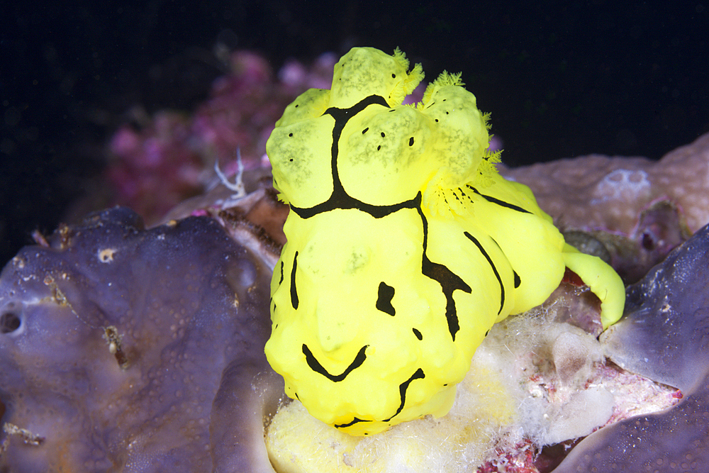 Yellow Nudibranch, Notodoris minor, Florida Islands, Solomon Islands