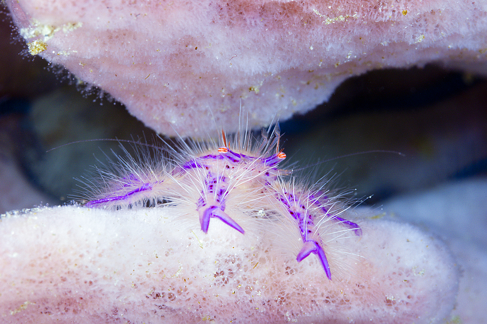 Hairy Squat Lobster, Lauriea siagiani, Florida Islands, Solomon Islands