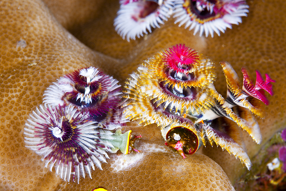 Christmas-Tree Worm, Spirobranchus giganteus, Florida Islands, Solomon Islands