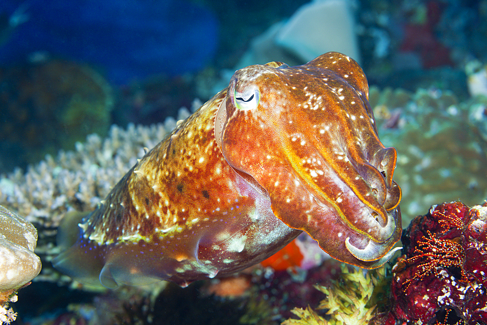 Broadclub Cuttlefish, Sepia latimanus, Florida Islands, Solomon Islands