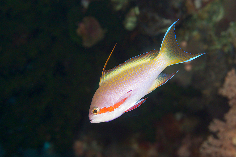 Red cheeked anthias, Pseudanthias huchtii, Florida Islands, Solomon Islands