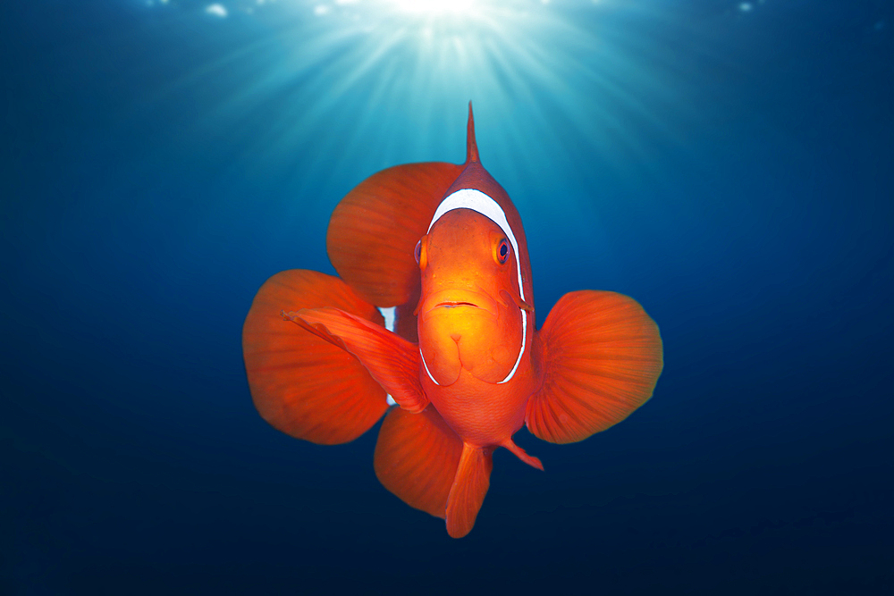 Spinecheek Clownfish, Premnas aculeatus, Florida Islands, Solomon Islands