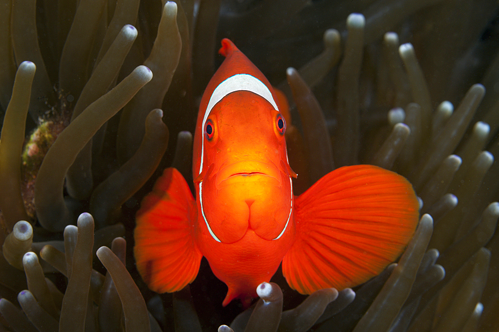 Spinecheek Clownfish, Premnas aculeatus, Florida Islands, Solomon Islands