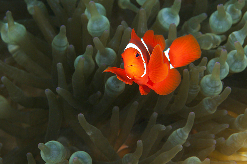 Spinecheek Clownfish, Premnas aculeatus, Florida Islands, Solomon Islands